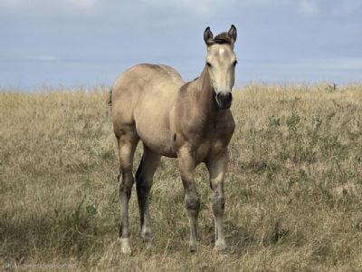 Whiskey Up Ranger JW<BR>AQHA 6494229